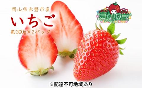 いちご 2026年 先行予約 約300g×2パック 当日収穫発送！ イチゴ 苺 フルーツ 果物 岡山 赤磐市産 農マル園芸 あかいわ農園 果物類