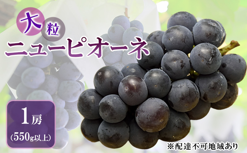 ぶどう 2026年 先行予約 ニュー ピオーネ 大粒 1房 550g以上 ブドウ 葡萄 岡山県 赤磐市産 国産 フルーツ 果物 ギフト 赤坂青空市 黒ブドウ 果物類