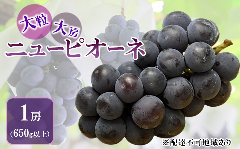 ぶどう 2026年 先行予約 ニュー ピオーネ 大粒 大房 1房 650g以上 ブドウ 葡萄 岡山県 赤磐市産 国産 フルーツ 果物 ギフト 赤坂青空市 黒ブドウ 果物類