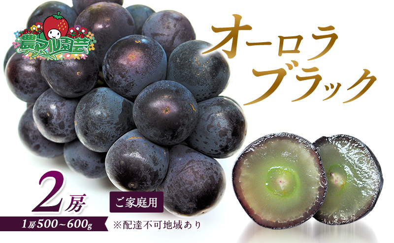 ぶどう 2026年 先行予約 オーロラブラック 2房 1房 500g～600g ご家庭用 ブドウ 葡萄 フルーツ 果物 岡山 赤磐市産 農マル園芸 あかいわ農園 種なし 大粒 高糖度