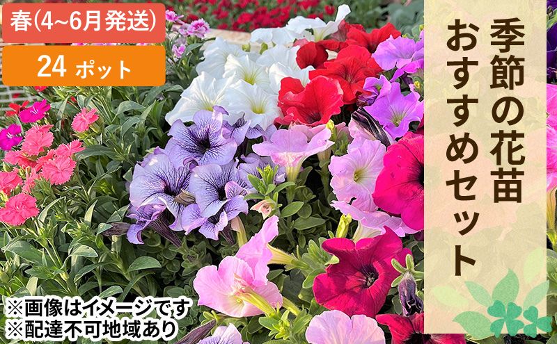 春 の 花苗 おすすめ セット 24ポット(4～6月発送) ガーデニング 園芸 お花 花 フラワー