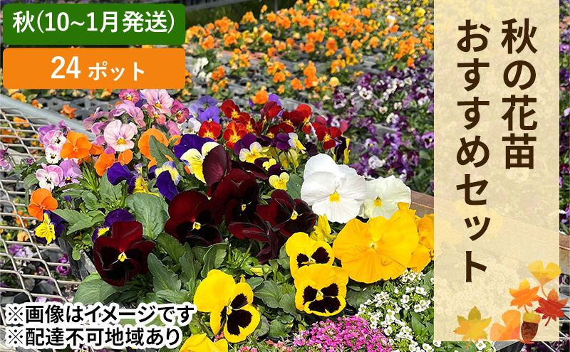 秋 の 花苗 おすすめ セット 24ポット(10月下旬～1月発送) ガーデニング 園芸 お花 花 フラワー