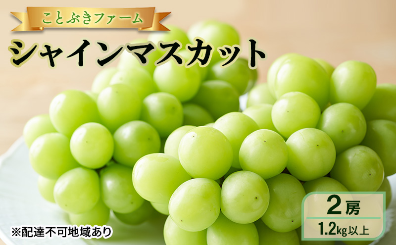 ぶどう 2026年 先行予約 シャインマスカット 満足 2房入り 1.2kg以上 岡山県 赤磐市 ブドウ 葡萄 果物 フルーツ