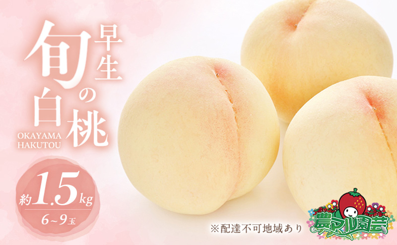 桃 2026年 先行予約 早生の旬の 白桃 約1.5kg 6～9玉 進物用 もも モモ フルーツ 果物 岡山 赤磐市産 農マル園芸 あかいわ農園