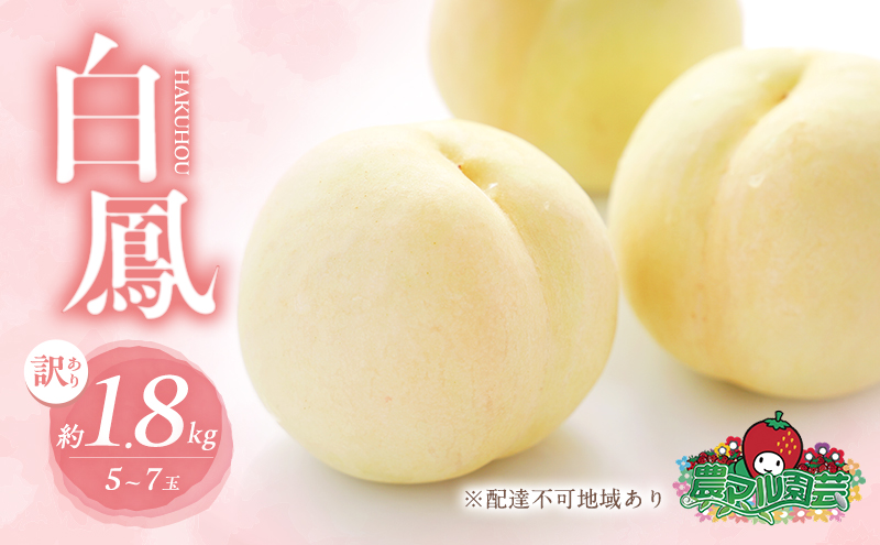 桃 2026年 先行予約 訳あり品 白桃 白鳳 約1.8kg 5～7玉 もも モ