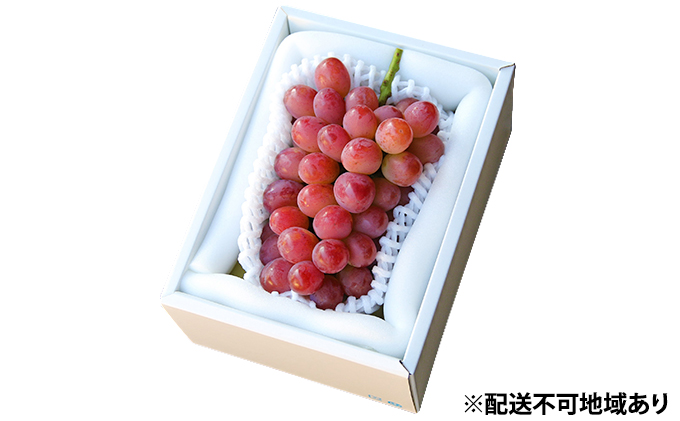 ぶどう 早期受付 紫苑 （しえん）1房（500g以上） ブドウ 葡萄  岡山県産 国産 フルーツ 果物 ギフト 桃茂実苑
