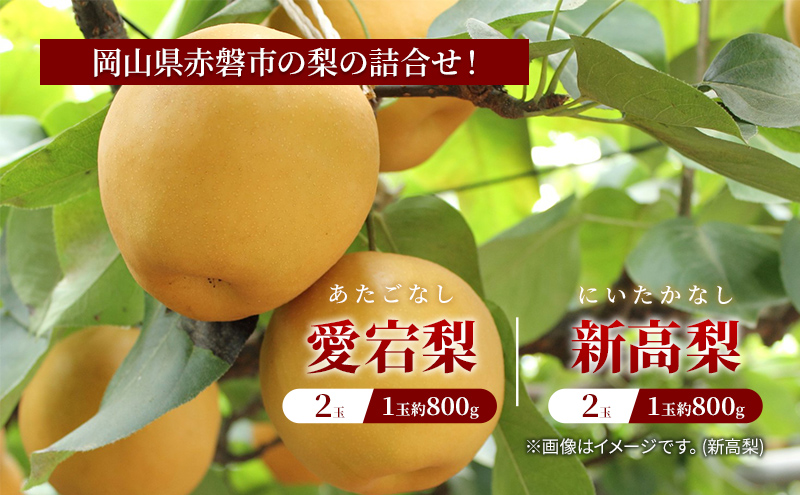 梨 2025年 岡山県赤磐市 梨の詰合せ！ 愛宕梨 2玉・新高梨 2玉 合計約3.2kg フルーツ なし 果物 岡山のフルーツ 岡山の果物 国産 日本産 日本一大きい梨 しっとり 秋の果物 秋の味覚