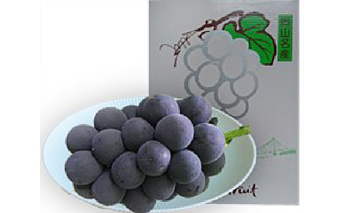 ぶどう 2026年 先行予約 オーロラブラック 約600g 1房 葡萄 岡山県 赤磐市産 フルーツ 果物 あかいわファーマーズガーデン