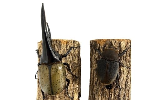 ヘラクレスオオカブト 成虫ペア オス（150mm台）メス（60mm以上） / ヘラクレス カブトムシ 昆虫 真庭市 生体 飼育 生き物 生物 岡山県【hrkrs001-01】
