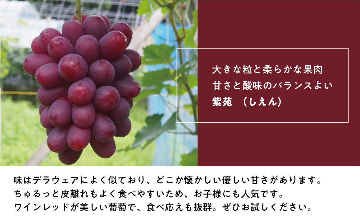 【2026年先行予約】特選品 紫苑 3～5房/計2.4kg～ (岡山県産) / ぶどう ブドウ 葡萄 先行予約 フルーツ 果物 真庭市 フルーツ王国 きよとう果樹園 【KF-B046-03】
