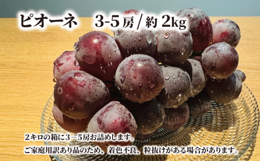【2026年先行予約】訳あり ピオーネ  /約2.0kg~ (岡山県産) / ぶどう ブドウ 葡萄 ピオーネ 先行予約 フルーツ 果物 真庭市 フルーツ王国 きよとう果樹園 訳アリ【KF-B068-03】