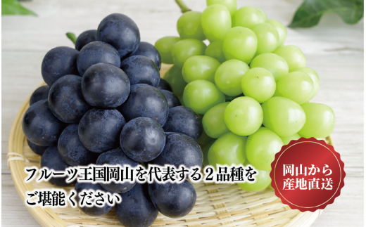 【2026年先行予約】シャインマスカット＆ニューピオーネ 3-5房/計2.0kg~ (岡山県産) 【KF-B070-03】