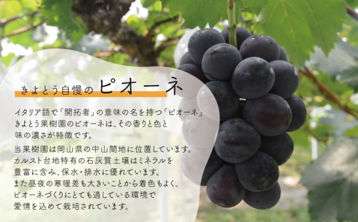 【2026年先行予約】ピオーネ＆シャインマスカット 上級品 特大2房 /計1.3kg～  (岡山県産) 【KF-B087-02】