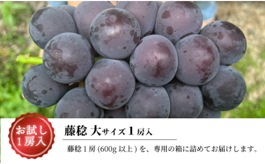 【2026年先行予約】大粒ぶどうの藤稔 お試し１房入 / 房600g以上 (岡山県産)  / ふじみのり 藤みのり ぶどう ブドウ 葡萄 先行予約 フルーツ 果物 真庭市 フルーツ王国 きよとう果樹園【KF-B088-03】