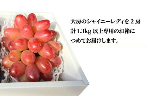 【2026年先行予約】シャイニーレディ大サイズ2房 計1.3kg~ 赤色の早生葡萄 【KF-B095-01】