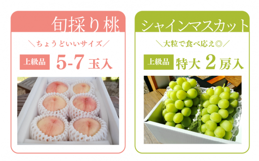 【2026年先行予約】量より質！桃とシャインマスカット、上級品の2回便(定期便) (岡山県産) / 7月9月【KF-T018-04】