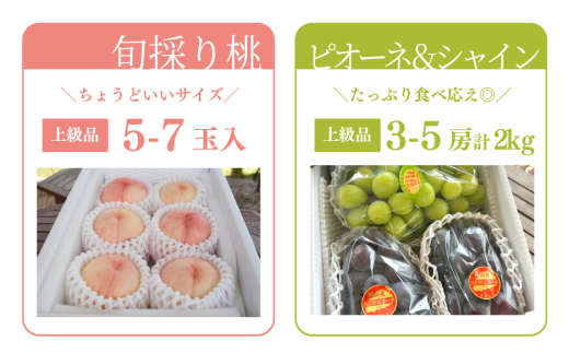 【2026年先行予約】量より質！桃5-7玉とピオーネ＆シャインマスカット3-5房の上級品が届く２回便 (定期便)(岡山県産)【KF-T029-02】
