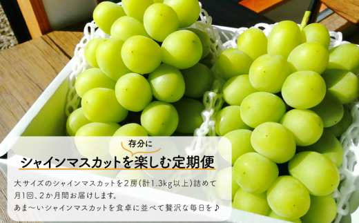 【2026年先行予約】岡山のシャインマスカットを楽しむ満足2回便！特大２房×２回/全便計2.6kg~ (定期便)(岡山県産)【KF-T044-03】