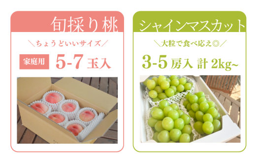 【2026年先行予約】桃とシャインマスカットが産地直送で届く！ご家庭用２回便 (定期便)(岡山県産)【KF-T048-04】