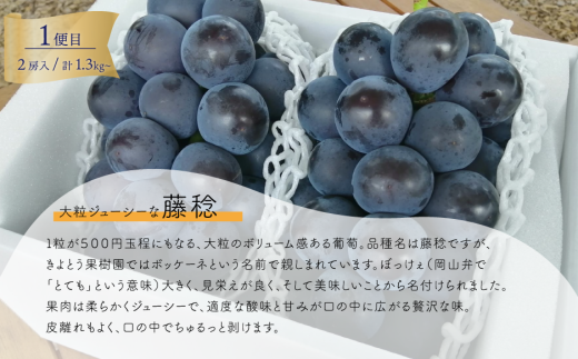 【2026年先行予約】大粒ぶどうの定期便 藤稔とシャインマスカットの大サイズ２房入の２回便(定期便)(岡山県産) 【KF-T049-02】