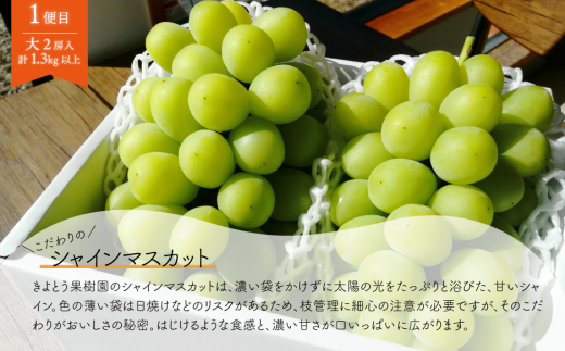 【2026年先行予約】シャインマスカットと梨詰め合わせ2-3種が届く！ぶどうと梨の上級品定期便(岡山県産)【KF-T053-03】