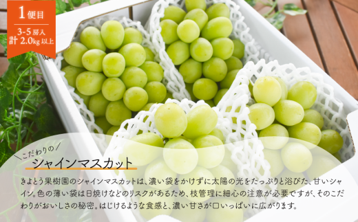 【2026年先行予約】シャインマスカットと梨詰め合わせ2-3種が届く！ぶどうと梨の満足定期便(岡山県産)【KF-T054-03】