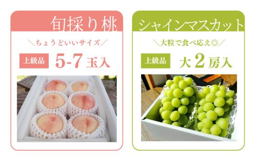 【2026年先行予約】量より質！桃とシャインマスカット、上級品の2回便 (定期便) (岡山県産)  / 8月10月 【KF-T060-01】