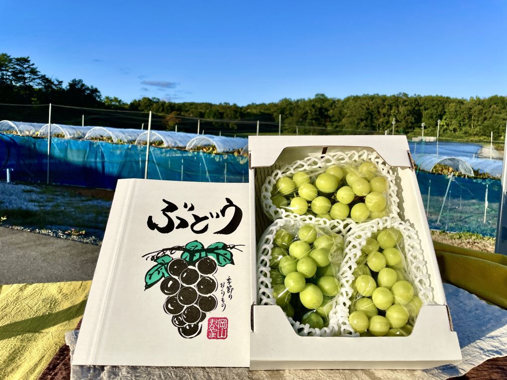 【2026年先行予約】【訳あり】 ご家庭用 シャインマスカット 約1.8kg（2～4房）  NISSHOKU FARM 【先行予約】 / 甘い 岡山 訳アリ わけあり ぶどう ブドウ 葡萄 シャインマスカット 先行予約 フルーツ 果物 特選 真庭市 フルーツ王国【nisfarm014-02】