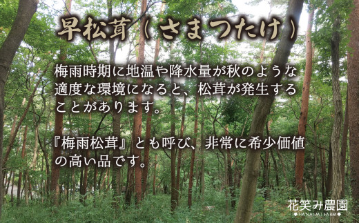 【2026年先行予約】花笑み農園　超希少！早『松茸』200g～梅雨の恵み　（6～7月発送） 【hana024-02】