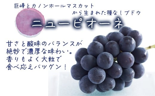 【2026年の先行予約】 花笑み農園の『ニューピオーネ』500g以上(中1房) 岡山 真庭 ピオーネ ぶどう 【hana079-01】