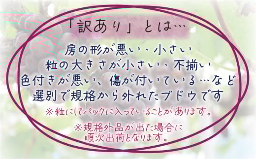 【2026年の先行予約！】 訳あり ぶどう 花笑み農園おまかせ3種以上（約１kg） hana18-1. / ぶどう 詰め合わせ 食べ比べ シャインマスカット ピオーネ クイーンニーナ オーロラブラック 瀬戸ジャイアンツ 翠峰 BKシードレス マスカサーティーン マスカットノワール 雄宝 マイハート 岡山 真庭市 【hana018-02】