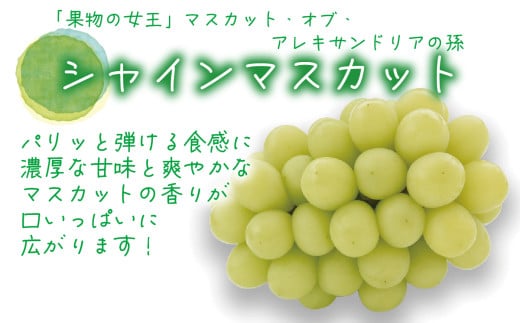 【2026年先行予約】花笑み農園　岡山の『松茸+シャインマスカット』秋の味覚セット 【hana022-02】