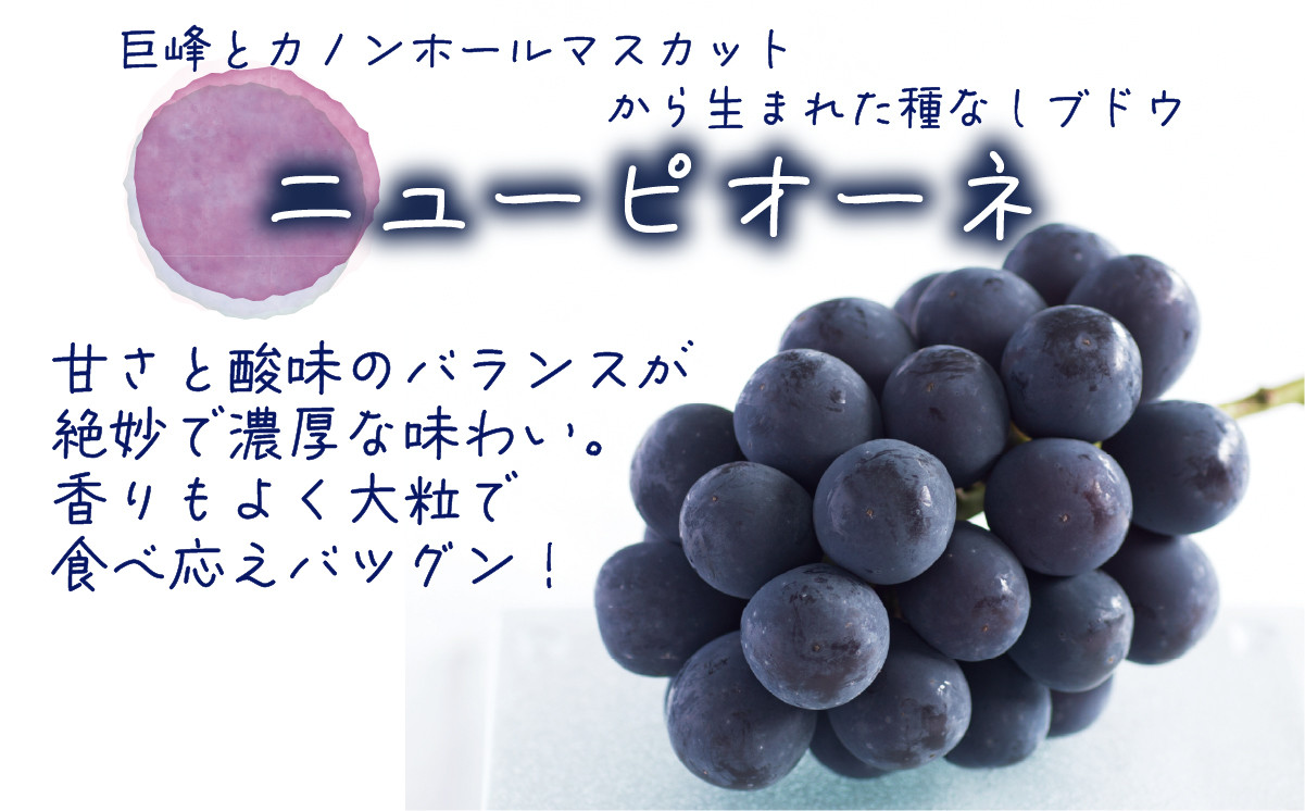 【2026年先行予約】 岡山 花笑み農園の『ニューピオーネ&BKシードレス』1kg(2房)  2026年9月中旬～ 受付順に発送予定 【hana026-02】