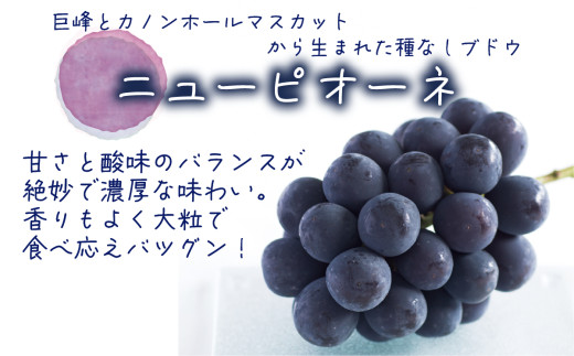 【2026年先行予約】 岡山 花笑み農園の『ニューピオーネ&BKシードレス』1kg(2房)  2026年9月中旬～ 受付順に発送予定 【hana026-02】