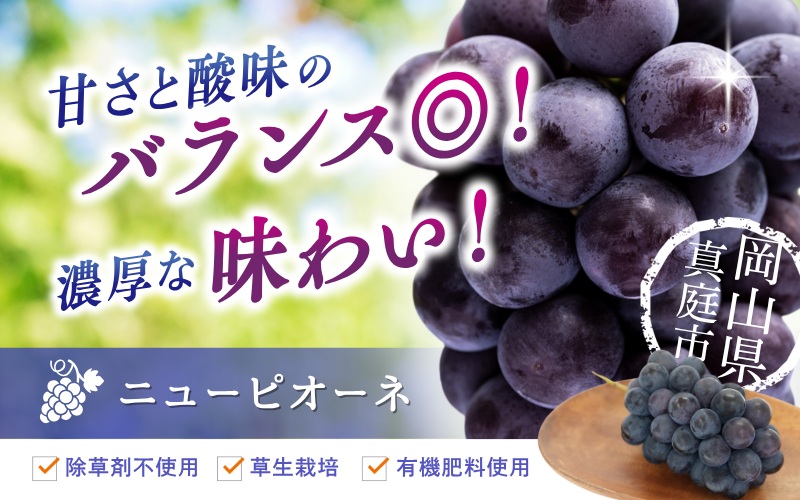 【2026年の先行予約です】 ぶどう 訳あり 花笑み農園の ニューピオーネ 1kg hana33. / ぶどう ブドウ 葡萄 岡山 ピオーネ 先行予約 フルーツ 果物 真庭市【hana033-02】