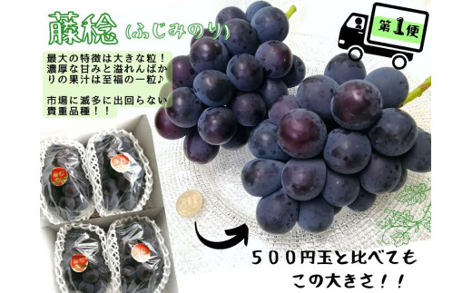 【産地直送】 ※2026年の予約です！※ 岡山 シャインマスカット ＆ マイハート 入り！新鮮 ぶどう 定期便 ×４回コース【2026年9月下旬～】離島不可 / 葡萄 ブドウ 果物 フルーツ マスカット ピオーネ 瀬戸ジャイアンツ 新鮮 当日出荷 林ファミリー 真庭市【hfbd-tkb008-02】