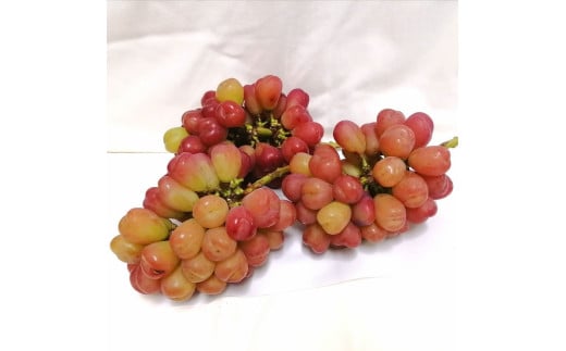 ※2026年の予約です！※【産地直送】フルーツ王国岡山シャインマスカットの娘マイハート入り！ぶどう１.２kg詰め合わせ / 岡山 真庭 マイハート 瀬戸ジャイアンツ サニードルチェ マスカット 食べ比べ 葡萄 ブドウ ぶどう 贈答 新鮮 果物 フルーツ 人気 数量限定  ギフト ぶどう専門 林ファミリー (2026年9月下旬～発送予定) 【hfbd003-01】