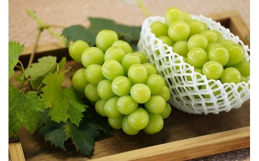 【2026年先行予約】 厳選 岡山県産 シャインマスカット 1.0kg以上 2房 / 産地直送 朝採れ ブドウ ぶどう 先行予約 果物 フルーツ 真庭市 【kgftmt001-02】