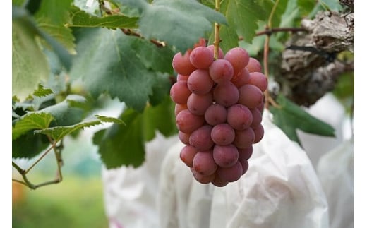 【2026年先行予約】 厳選ぶどう 岡山県産 クイーンニーナ 1.0kg以上（2房） 産地直送 朝採れ新鮮！ / ぶどう 葡萄 クイーンニーナ 先行予約 フルーツ 果物 岡山 真庭市 甘い 希少 珍しい 新鮮 樹上完熟 【kgftmt005-02】