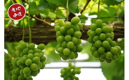 【2026年先行予約】岡山県産 【訳あり】 シャインマスカット 1.1kg以上（2房） 産地直送 朝採れ / ぶどう 葡萄 フルーツ 先行予約 真庭市【kgftmt014-02】