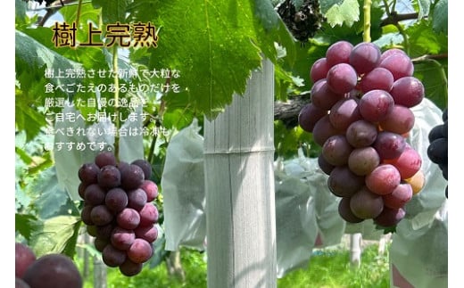 【2026年先行予約】岡山県産 【訳あり】 ピオーネ1.0kg以上（2房）産地直送 朝採れ / ぶどう 葡萄 先行予約 フルーツ 真庭市【kgftmt017-02】