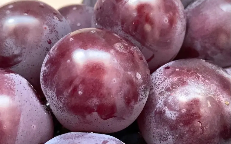 2026年先行予約【ご贈答用】 ニューピオーネ 3房～４房入り （2kg前後 化粧箱入） Lino＆Kai Farm  ぶどう 岡山 真庭市 ピオーネ ギフト 【linokai006-02】