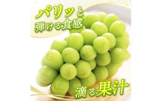 【2026年先行予約】 【訳あり】 Lino＆Kai Farmのシャインマスカット 3房前後(2kg前後）化粧箱入 ぶどう 岡山  真庭市 シャインマスカット 訳あり品 果物 産地直送 数量限定 種なし 【linokai013-01】