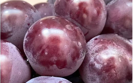 【2026年先行予約】【訳あり】 岡山の ニューピオーネ 3房～4房  (2kg前後 化粧箱入) Lino＆Kai Farm  ぶどう 岡山  真庭市 ピオーネ 訳あり品 果物 人気 産地直送 数量限定 【linokai014-01】