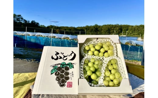 【2026年先行予約】【訳あり】 NISSHOKU FARM ご家庭用シャインマスカット 約1.0㎏（1～3房） / 甘い 岡山 訳アリ わけあり ぶどう ブドウ 葡萄 シャインマスカット 先行予約 フルーツ 果物 特選 真庭市 フルーツ王国【nisfarm019-01】