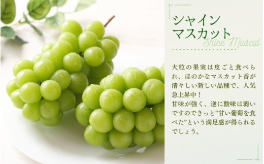 【2026年先行予約】【訳あり】NISSHOKU FARM ご家庭用ぶどう２種セット 2房 約1.0kg / ぶどう 詰め合わせ ブドウ 葡萄 シャインマスカット ピオーネ クイーンニーナ オーロラブラック 先行予約 フルーツ 訳あり 果物 大粒サイズ 【nisfarm020-01】