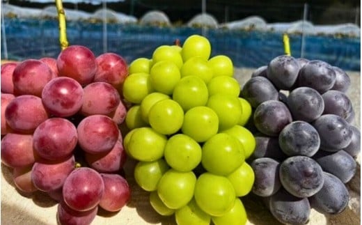 【2026年先行予約】【発送月固定全4回定期便】９月～12月 大粒ぶどうの詰め合わせ全3回【nisfarm023-01】