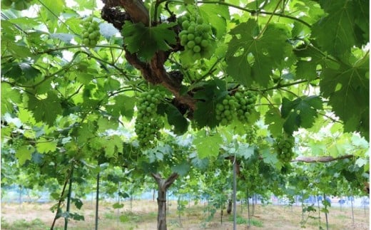 しげちゃん農園の シャインマスカット「晴王」 1.4kg前後（2～3房入） 【2026年10月上旬～順次発送】 岡山県真庭市産 ぶどう シャインマスカット 高級 フルーツ 【shifarm001-02】