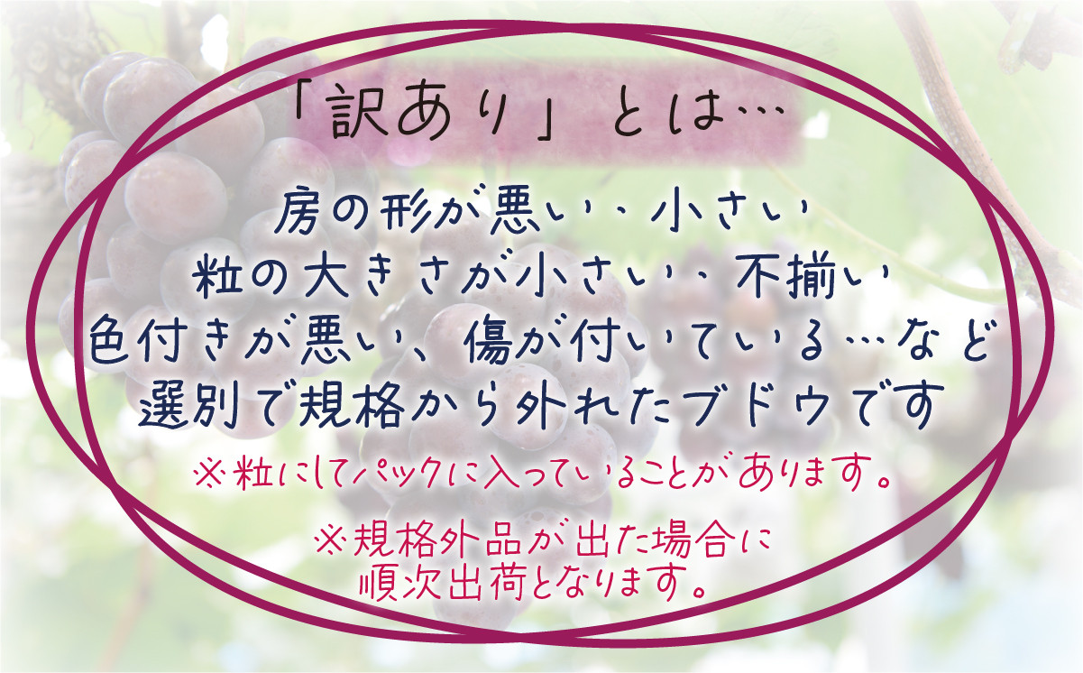 【2026年の先行予約です！】 訳あり ぶどう 花笑み農園のぶどう おまかせ3種以上（約１kg） hana18-1. / ぶどう 詰め合わせ 食べ比べ ブドウ シャインマスカット ピオーネ クイーンニーナ オーロラブラック 瀬戸ジャイアンツ 翠峰 BKシードレス マスカサーティーン マスカットノワール 雄宝 マイハート 先行予約 フルーツ 果物 岡山 真庭市【hana018-02】