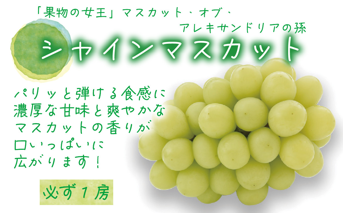 .花笑み農園　岡山の『松茸+シャインマスカット』秋の味覚セット【hana022-01】
